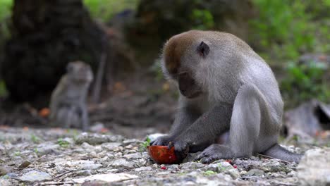Monkey-eat-the-fruit-with-hand.